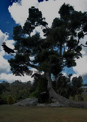 Jamaica Tree